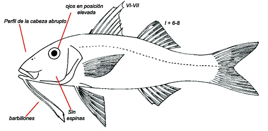 Familia Mullidae